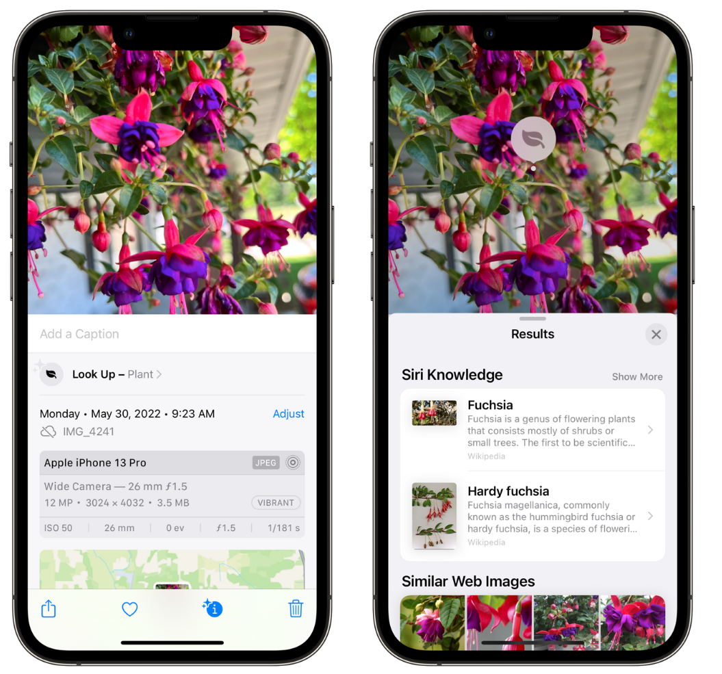 汝阳苹果手机维修分享小技巧：使用 iPhone 相机识别花卉植物 